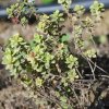 Thymus x citriodorus